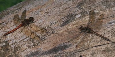 Common Darter, Carbarns