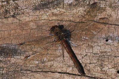 Common Darter, Carbarns