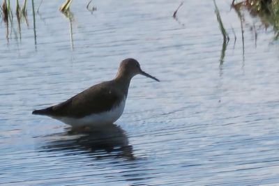 Green Sandpiper, RSPB Baron's Haugh
