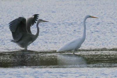 Grey Heron & Great White Egret, RSPB Baron's Haugh