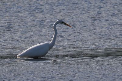 Great White Egret, RSPB Baron's Haugh
