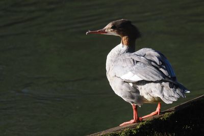 Goosander, River Clyde at Carbarns