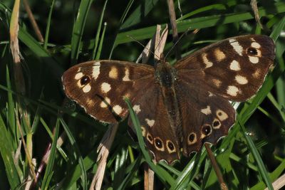 Speckled Wood, Carbarns