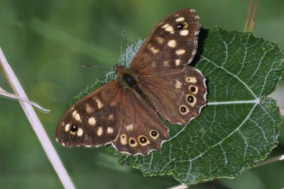 Speckled Wood, RSPB Baron's Haugh