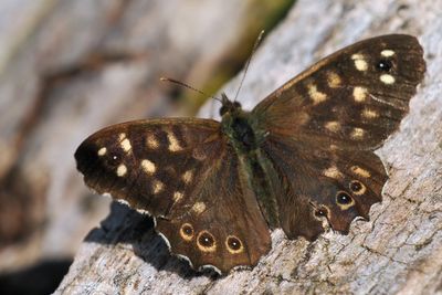 Speckled Wood, RSPB Baron's Haugh