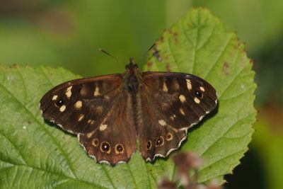 Speckled Wood, RSPB Baron's Haugh