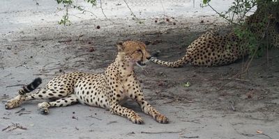 Cheetah - Mabape