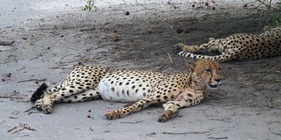 Cheetah - Mabape
