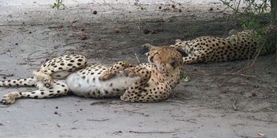 Cheetah - Mabape