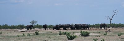 Elephant - Savuti