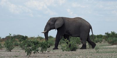 Elephant - Savuti
