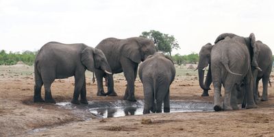 Elephant - Savuti