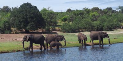 Elephant - Chobe
