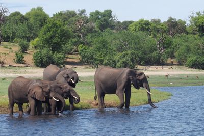 Elephant