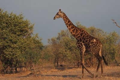 Giraffe - Mabape