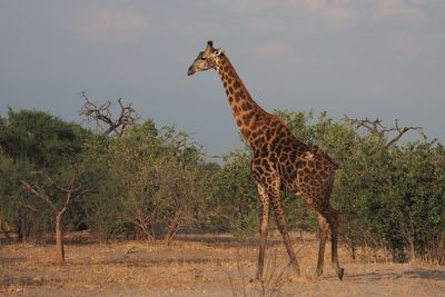 Giraffe - Mabape