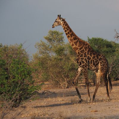 Giraffe - Mabape