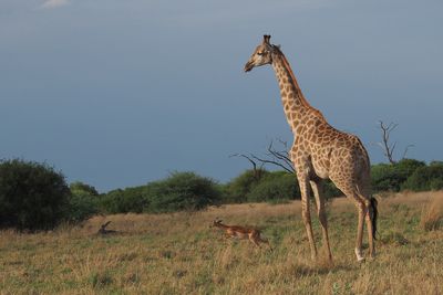 Giraffe - Savuti