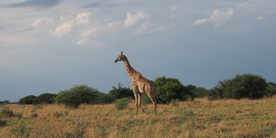 Giraffe