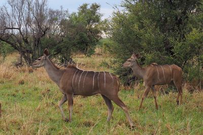 Greater Kudu - Savuti