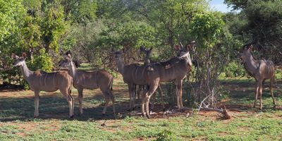 Greater Kudu