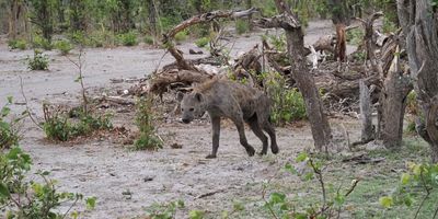 Spotted Hyena