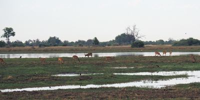 Impala - Moremi