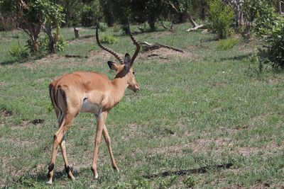 Impala