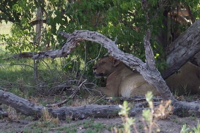 Lion - Moremi