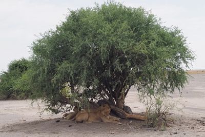 Lion - by the road from Mabape to Savuti