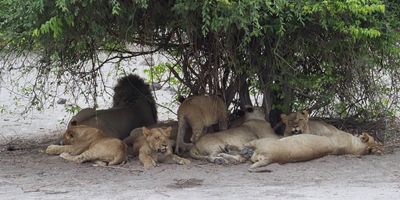 Lion - by the road from Mabape to Savuti