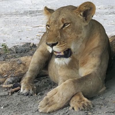 Lion - by the road from Mabape to Savuti