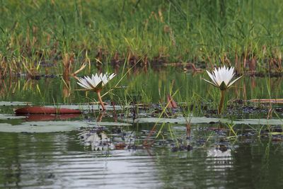 Water Lily on the Khwai River