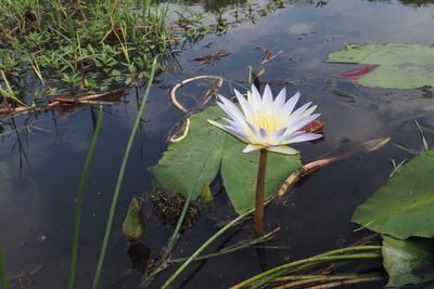 Water Lily on the Khwai River
