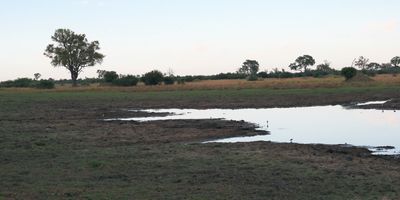 Okavango flood plain at Moremi