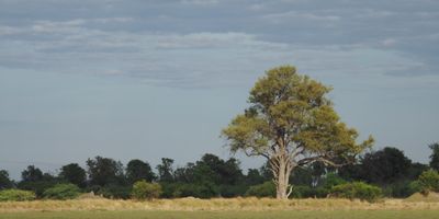 Okavango flood plain at Moremi