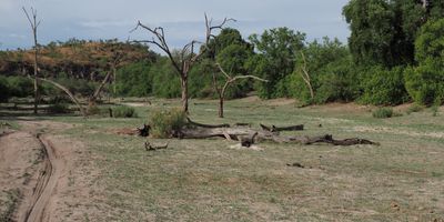 Dried river bed at Savuti