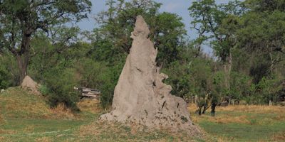 Termite mound