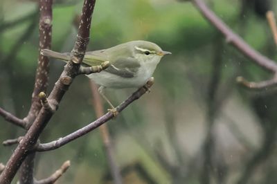 Arctic Warbler, Burn of Njugalswater