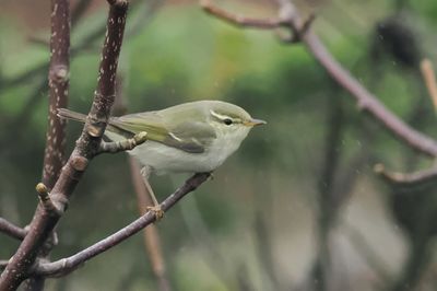 Arctic Warbler, Burn of Njugalswater