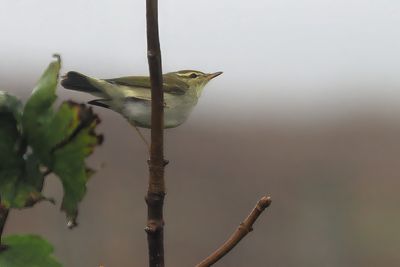 Arctic Warbler, Burn of Njugalswater
