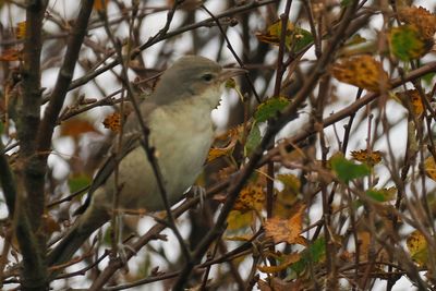Barred Warbler, Loch of Clickimin