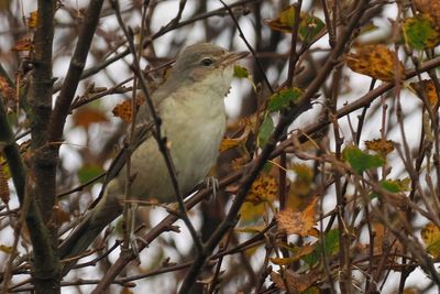 Barred Warbler, Loch of Clickimin