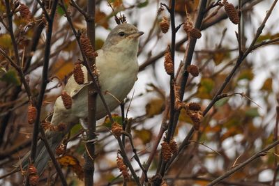 Barred Warbler, Loch of Clickimin