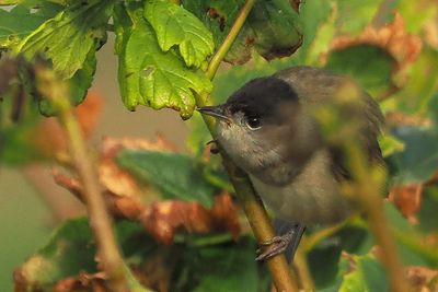 Blackcap, Quendale Mill