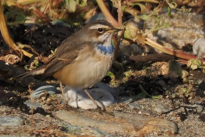 Bluethroat