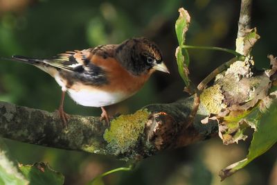 Brambling, Voe