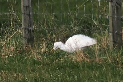 Cattle Egret, Sandwick