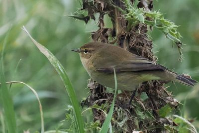 Chiffchaff, Sumburgh Head
