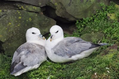 Fulmar, Sumburgh Head